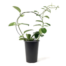 Load image into Gallery viewer, Jasmine, 4in, Madagascar Hoop - Floral Acres Greenhouse & Garden Centre