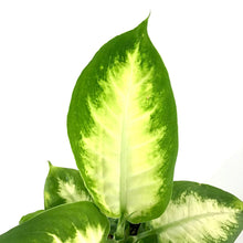 Load image into Gallery viewer, Dieffenbachia, 4in, Camille - Floral Acres Greenhouse & Garden Centre