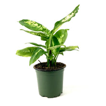 Load image into Gallery viewer, Dieffenbachia, 4in, Compacta - Floral Acres Greenhouse & Garden Centre