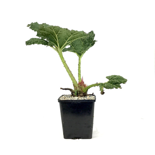 Giant Rhubarb, 5in, Gunnera Manicata - Floral Acres Greenhouse & Garden Centre