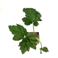 Load image into Gallery viewer, Giant Rhubarb, 5in, Gunnera Manicata - Floral Acres Greenhouse & Garden Centre