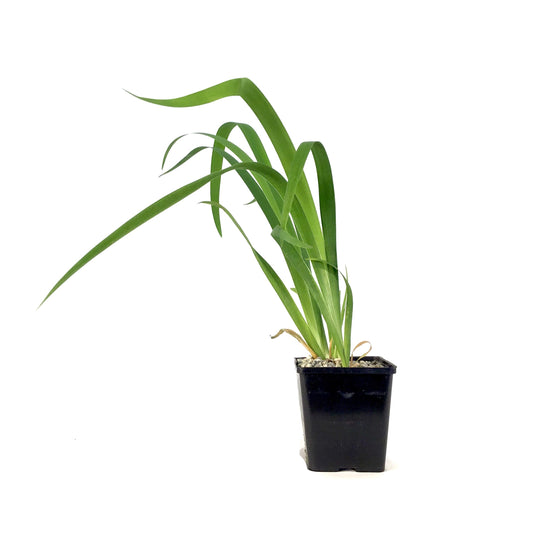 Iris, 5in, Black Gamecock - Floral Acres Greenhouse & Garden Centre