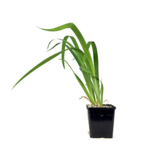 Load image into Gallery viewer, Iris, 5in, Black Gamecock - Floral Acres Greenhouse & Garden Centre