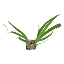 Load image into Gallery viewer, Iris, 5in, Black Gamecock - Floral Acres Greenhouse & Garden Centre