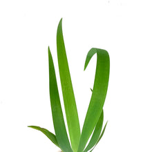 Load image into Gallery viewer, Iris, 5in, Black Gamecock - Floral Acres Greenhouse & Garden Centre