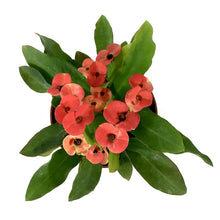 Load image into Gallery viewer, Euphorbia, 3in, Milii Crown of Thorns, Assorted - Floral Acres Greenhouse & Garden Centre