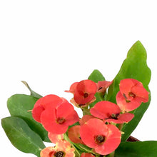 Load image into Gallery viewer, Euphorbia, 3in, Milii Crown of Thorns, Assorted - Floral Acres Greenhouse & Garden Centre