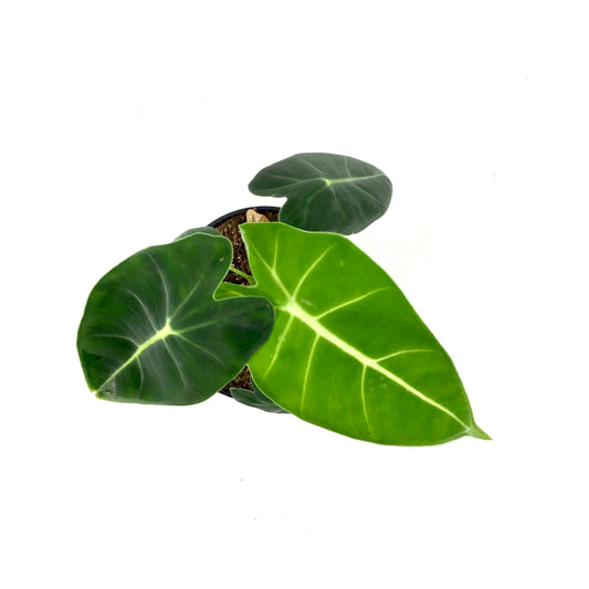 Alocasia, 4in, Frydek - Floral Acres Greenhouse & Garden Centre