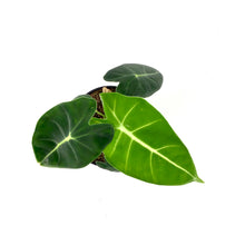 Load image into Gallery viewer, Alocasia, 4in, Frydek - Floral Acres Greenhouse & Garden Centre