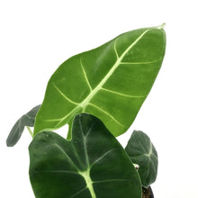 Load image into Gallery viewer, Alocasia, 4in, Frydek - Floral Acres Greenhouse & Garden Centre