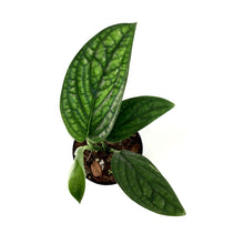 Load image into Gallery viewer, Monstera, 4in, Karstenianum Peru - Floral Acres Greenhouse & Garden Centre