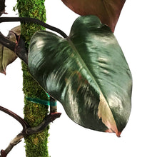 Load image into Gallery viewer, Philodendron, 8in, Merlot