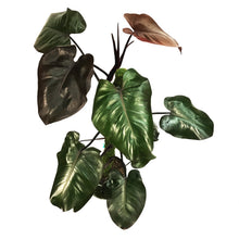 Load image into Gallery viewer, Philodendron, 8in, Merlot