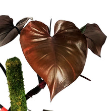 Load image into Gallery viewer, Philodendron, 8in, Merlot