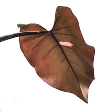 Load image into Gallery viewer, Philodendron, 8in, Merlot