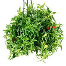 Load image into Gallery viewer, Lipstick Plant, 8in HB, Riegel Tangerine - Floral Acres Greenhouse & Garden Centre