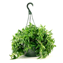 Load image into Gallery viewer, Lipstick Plant, 8in HB, Riegel Tangerine - Floral Acres Greenhouse & Garden Centre