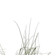 Load image into Gallery viewer, Muhly Grass, 7in - Floral Acres Greenhouse & Garden Centre