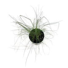 Load image into Gallery viewer, Muhly Grass, 7in - Floral Acres Greenhouse & Garden Centre