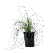 Load image into Gallery viewer, Muhly Grass, 7in - Floral Acres Greenhouse & Garden Centre