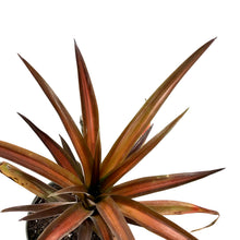 Load image into Gallery viewer, Pineapple, 6in, Red - Floral Acres Greenhouse & Garden Centre