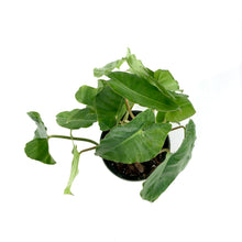 Load image into Gallery viewer, Philodendron, 6in, Burle Marx - Floral Acres Greenhouse & Garden Centre