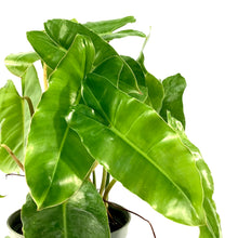 Load image into Gallery viewer, Philodendron, 6in, Burle Marx - Floral Acres Greenhouse & Garden Centre