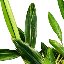 Load image into Gallery viewer, Ginger, 6in, Variegated Shell