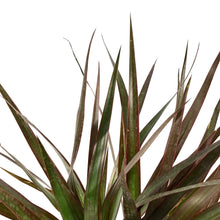 Load image into Gallery viewer, Dracaena, 6in, Magenta Tips 3ppp - Floral Acres Greenhouse & Garden Centre