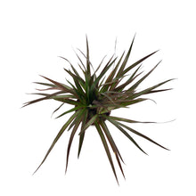 Load image into Gallery viewer, Dracaena, 6in, Magenta Tips 3ppp - Floral Acres Greenhouse & Garden Centre
