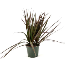 Load image into Gallery viewer, Dracaena, 6in, Magenta Tips 3ppp - Floral Acres Greenhouse & Garden Centre