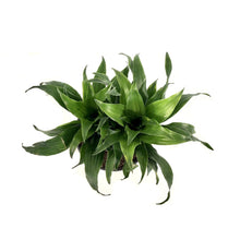 Load image into Gallery viewer, Dracaena, 6in, Janet Craig Compacta - Floral Acres Greenhouse & Garden Centre