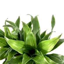 Load image into Gallery viewer, Dracaena, 6in, Janet Craig Compacta - Floral Acres Greenhouse & Garden Centre