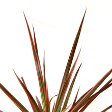 Load image into Gallery viewer, Dracaena, 6in, Colorama Bush - Floral Acres Greenhouse & Garden Centre