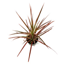 Load image into Gallery viewer, Dracaena, 6in, Colorama Bush - Floral Acres Greenhouse & Garden Centre
