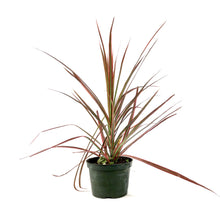 Load image into Gallery viewer, Dracaena, 6in, Colorama Bush - Floral Acres Greenhouse & Garden Centre
