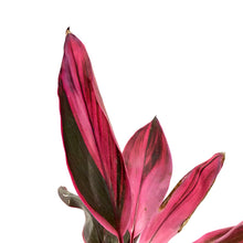 Load image into Gallery viewer, Cordyline, 6in, Red Sister - Floral Acres Greenhouse & Garden Centre