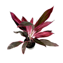Load image into Gallery viewer, Cordyline, 6in, Red Sister - Floral Acres Greenhouse & Garden Centre