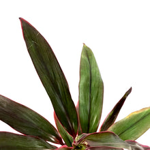 Load image into Gallery viewer, Cordyline, 6in, Hot Pepper - Floral Acres Greenhouse & Garden Centre