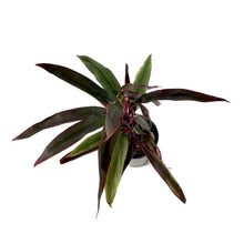 Load image into Gallery viewer, Cordyline, 6in, Hot Pepper - Floral Acres Greenhouse & Garden Centre