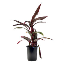 Load image into Gallery viewer, Cordyline, 6in, Hot Pepper - Floral Acres Greenhouse & Garden Centre