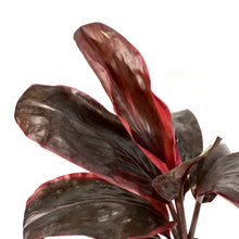 Load image into Gallery viewer, Cordyline, 6in, Dr. Brown - Floral Acres Greenhouse & Garden Centre