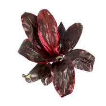 Load image into Gallery viewer, Cordyline, 6in, Dr. Brown - Floral Acres Greenhouse & Garden Centre