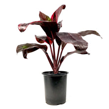 Load image into Gallery viewer, Cordyline, 6in, Dr. Brown - Floral Acres Greenhouse & Garden Centre