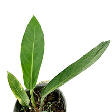 Load image into Gallery viewer, Anthurium, 6in, Crenatum - Floral Acres Greenhouse & Garden Centre
