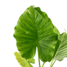Load image into Gallery viewer, Alocasia, 6in, California - Floral Acres Greenhouse & Garden Centre
