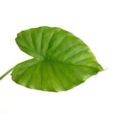 Load image into Gallery viewer, Alocasia, 6in, California - Floral Acres Greenhouse & Garden Centre