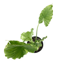 Load image into Gallery viewer, Alocasia, 6in, California - Floral Acres Greenhouse & Garden Centre