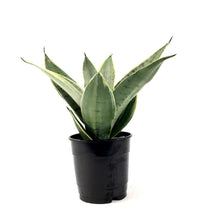 Load image into Gallery viewer, Sansevieria, 5in, Night Owl - Floral Acres Greenhouse & Garden Centre