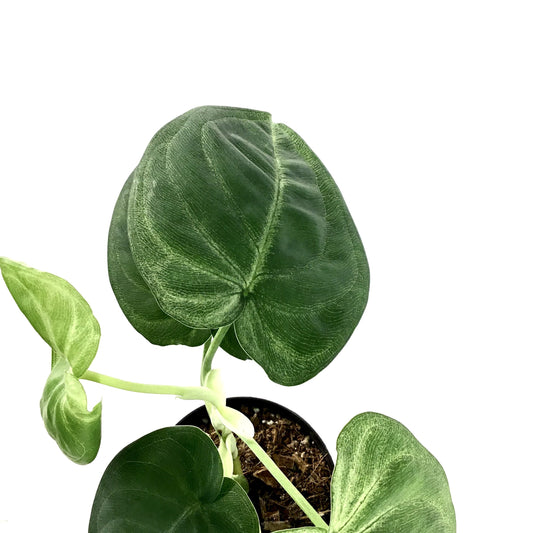 Syngonium, 4in, Ice Frost - Floral Acres Greenhouse & Garden Centre